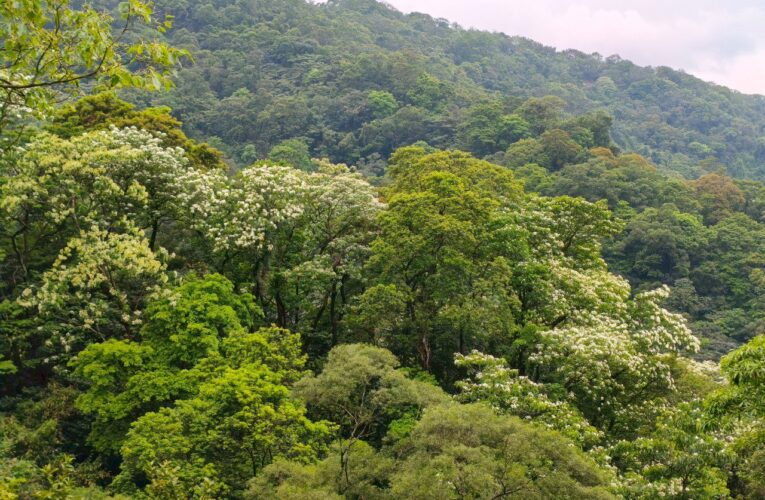 土城桐花如雪綻放　新北推三大賞花熱點邀民眾踏青賞春