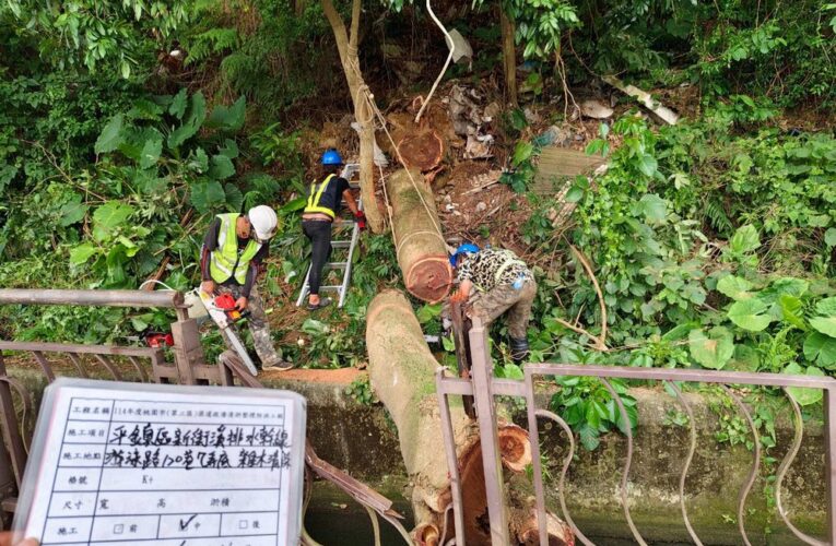 桃園市新街溪步道倒樹　水務局與區公所迅速應變保障民眾安全