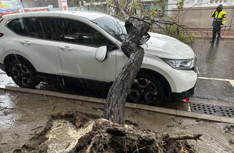西南風南部劇降雨致路樹倒塌！南警交管確保安全