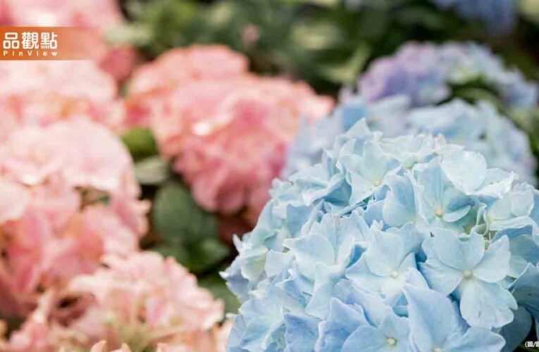 繡球花顏色變藍色、紫色「祕密藏在土裡」農業部這樣說