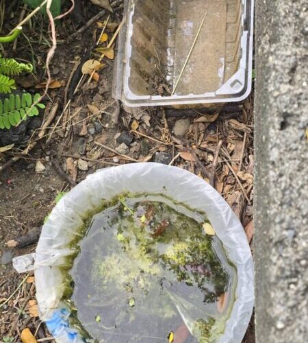 雨後高溫登革熱病媒蚊孳生　高雄市衛生局籲落實清除環境積水容器