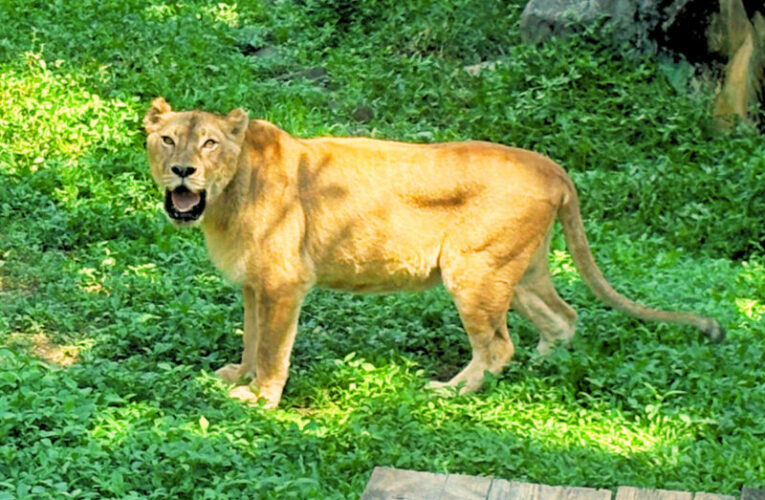 壽山動物園暑假出遊首選！兒童免費入園、延長開放時間，昆蟲特展與動物明星新成員