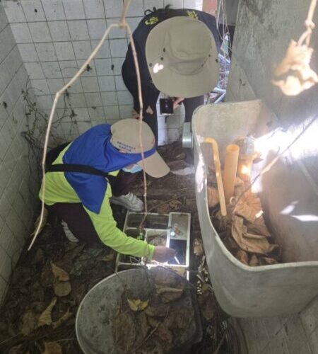 社區高風險場域孳生登革熱病媒蚊 高市衛生局：所有人、管理人、使用人應依法落實整頓環境