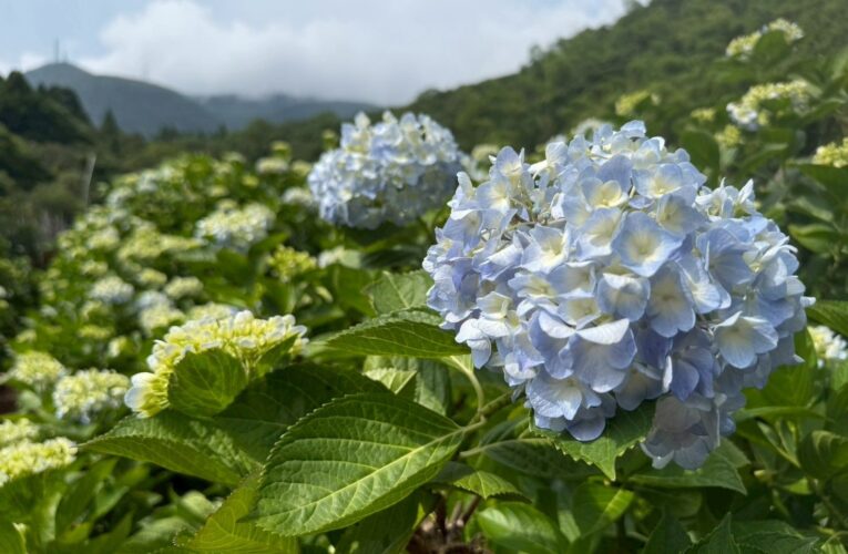 山林花海間的慢時光　北投湖田繡球花季浪漫綻放