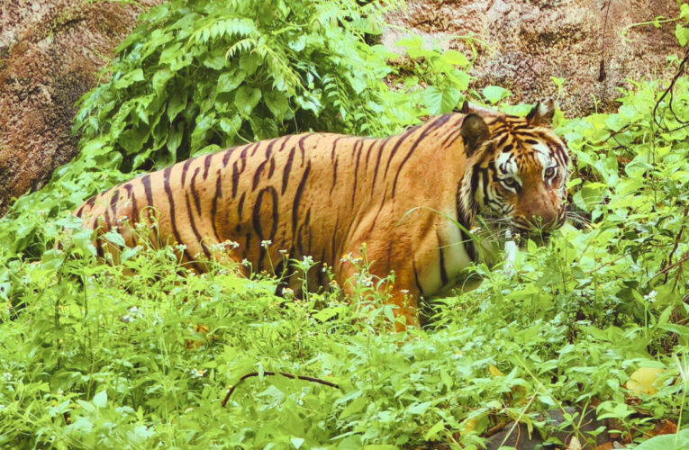 壽山動物園暑期迎新！12歲以下兒童免費入園、延長開放時間至晚間6點半