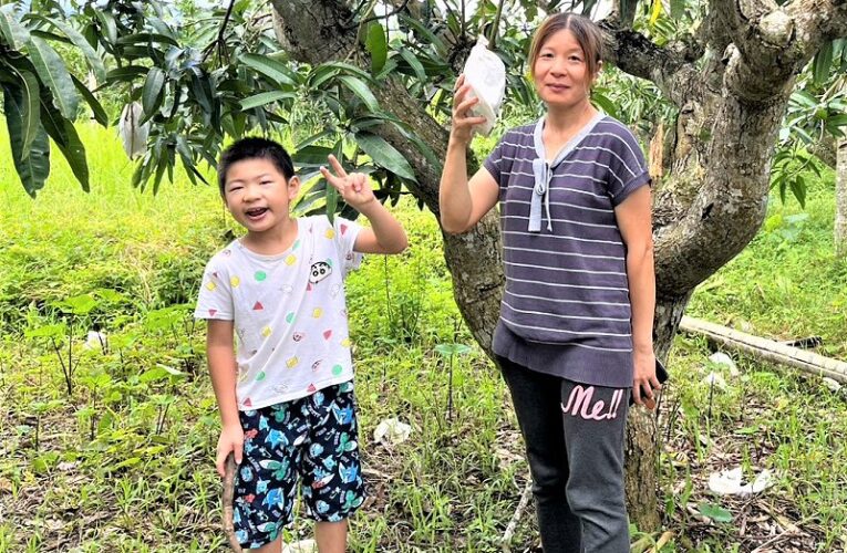 實現新住民夢想　移民署助趙艷屏打造永續芒果園