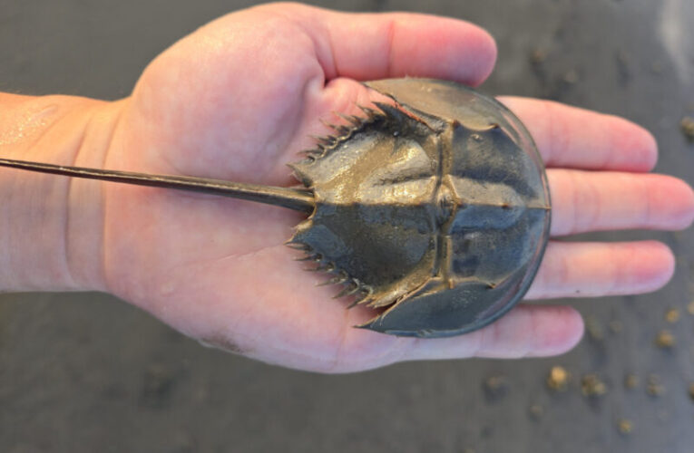 數據驅動保育治理  中山大張懿教授獲頒海洋保育楷模獎