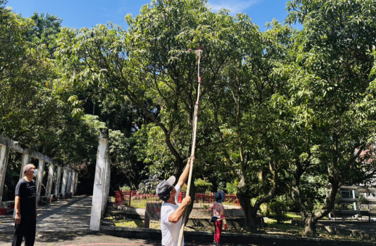 彰化榮家住民夏日果王盛宴  芒芒果香飄家區