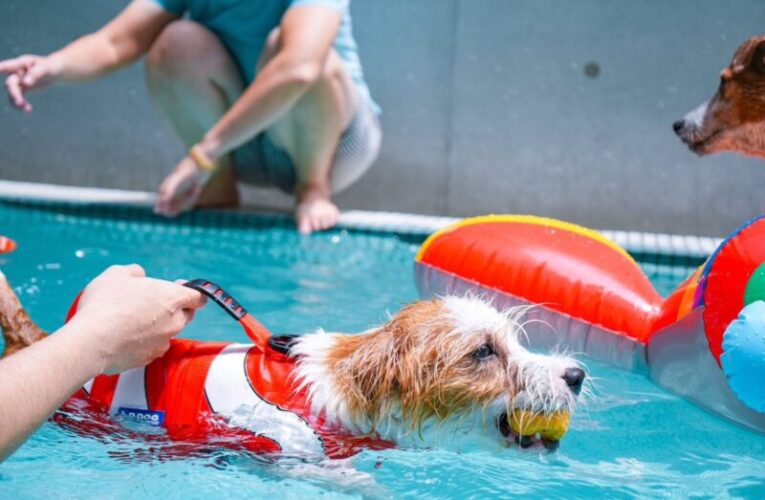 高雄動保處辦理OutDog GoGo急救認證課程報名中