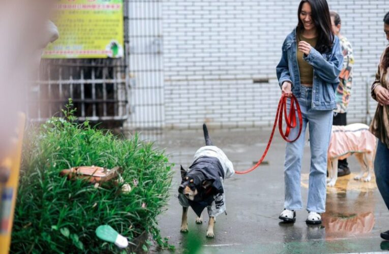 高市動保處舉辦「好伴狗狗－嗅覺啟動玩具搜救任務」 鼓勵毛孩快樂學習與自信成長