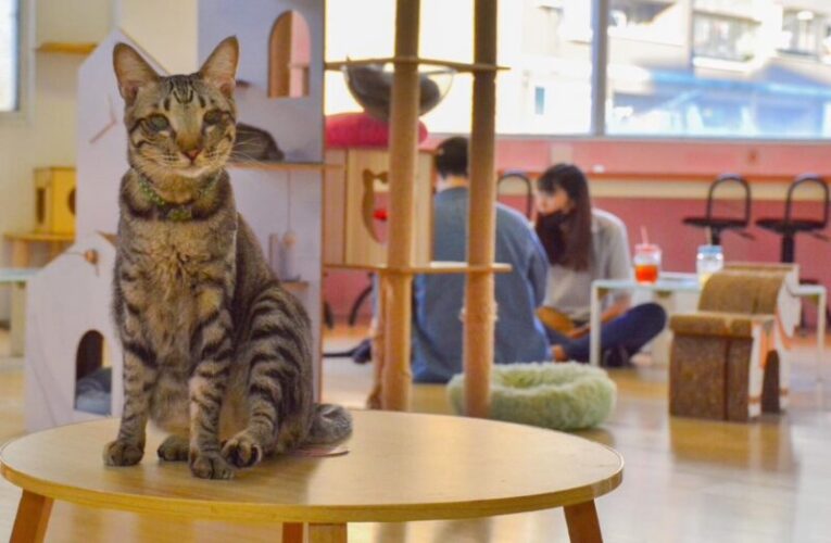 強化飼主急救力　為毛孩搶下黃金救命時間 高市動保處舉辦寵物CPR講座