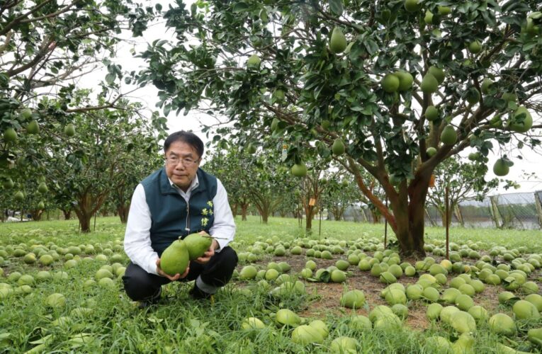 丹娜絲颱風強風重創台南文旦產區 市長黃偉哲指示全力支援清運復原