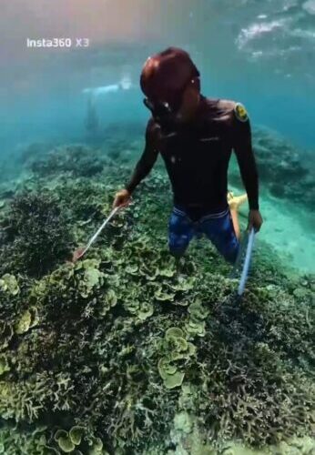 海保署鼓勵公私協力清除棘冠海星  共同維護海域生態