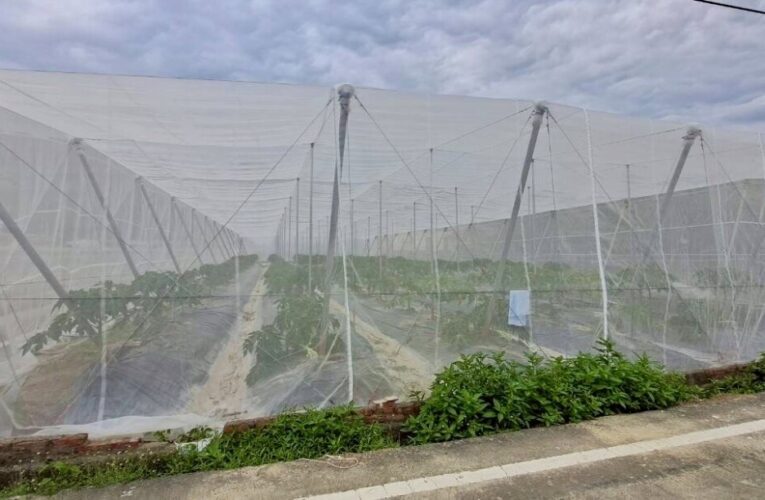 受熱帶性低氣壓TD06影響　請農民加強防範及注意搶收安全