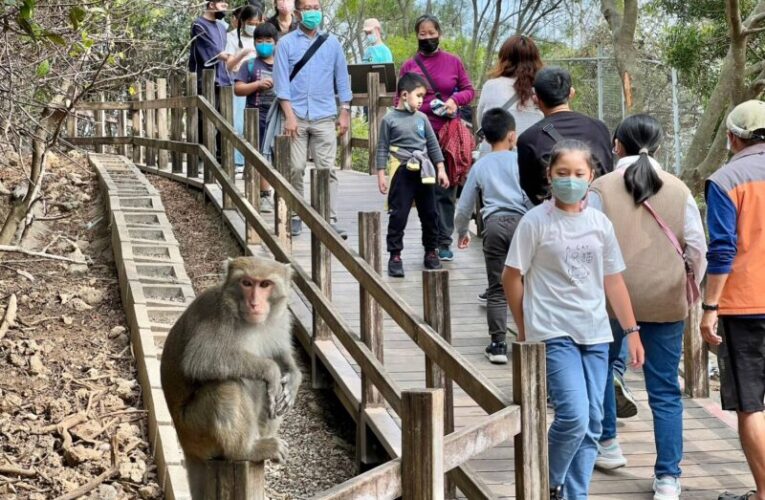 壽山動物園推「獼猴宣導好有梗」宣導人猴共存創意賽