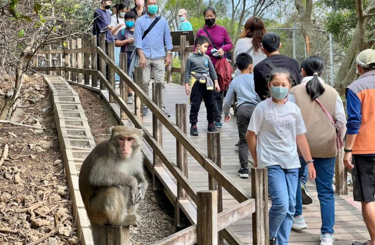 壽山動物園推人猴共存新思維  舉辦創意設計大賽 徵集獼猴宣導金句