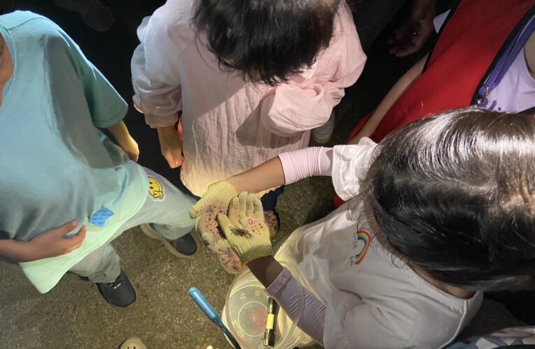 守護陸蟹繁衍路　高美濕地護蟹行動啟動　公私協力共築生態永續