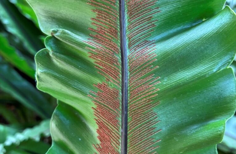 探索台灣蕨類王國歷史　典藏植物園「蕨」對好看
