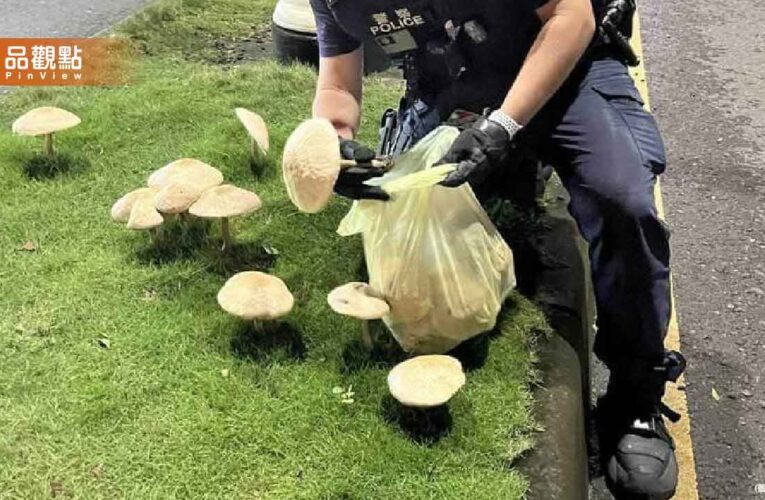 高雄暴雨長香菇！「巨大綠褶菇」被警方拔了