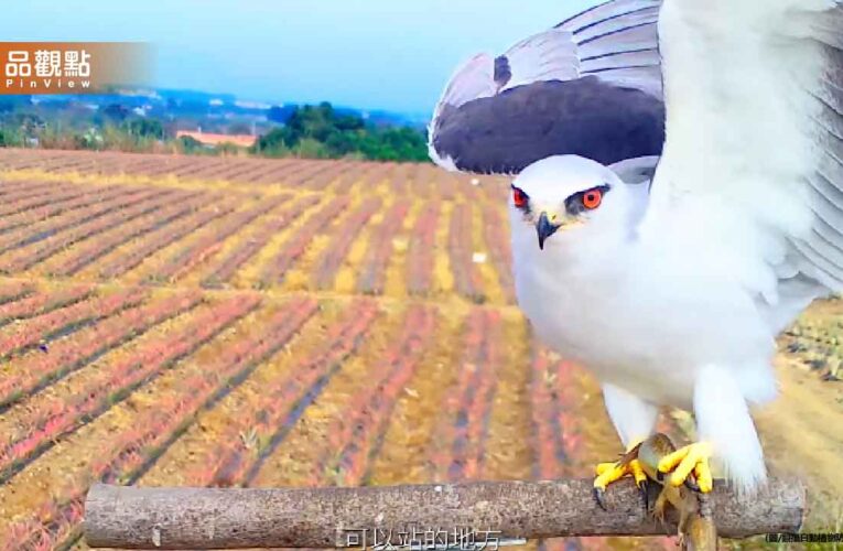 花蓮農田驚現猛禽！猛禽棲架成功吸黑翅鳶捕食