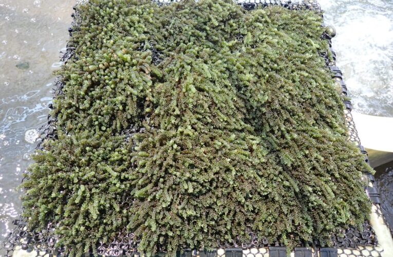 國海院攜手水試所「藻」一步搶海洋碳封存產業　52種本土藻種中1/6具產業潛力