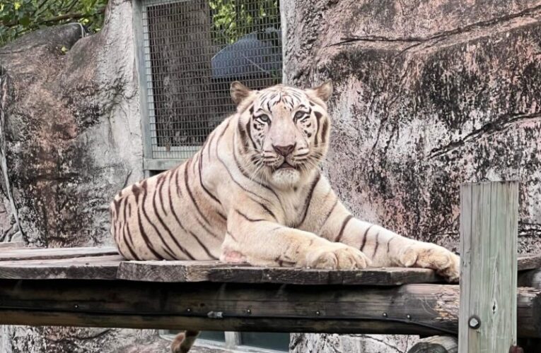 高雄壽山動物園萌虎出動推保育 紙風車劇團8/2旗糖農創園區上演老虎劇碼