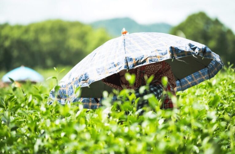 紅烏龍茶成中秋送禮新寵　永續茶禮香飄佳節