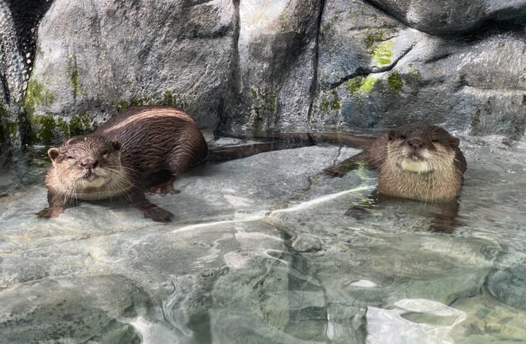遠雄海洋公園營嬌客　水獺「左左」活力登場