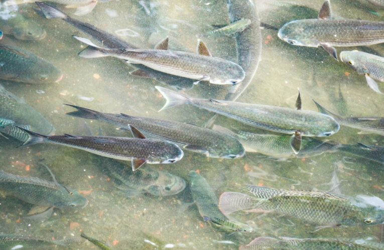 都市水溝也能變綠廊道　新北瓦磘溝烏魚現蹤示範水質改善成果