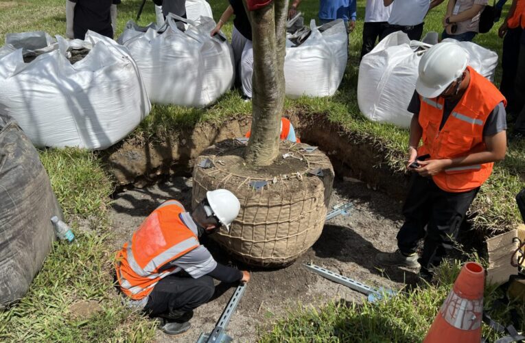產官學力挺創新！　首次導入「空氣盆」 中央公園全樹型示範移種植觀摩獲好評