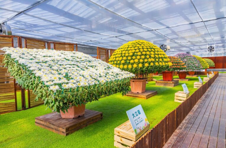 士林官邸菊展揚名吸引泰團來訪　公園處分享獨門菊藝