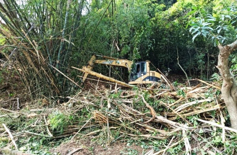 林業署清除義民巷山坡林地刺竹
