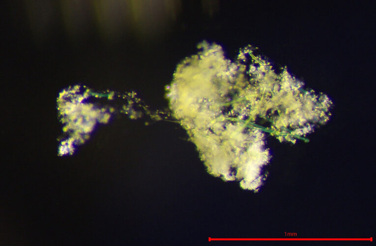 首揭微塑膠入侵黑潮證據　海大副教授許瑞峯「塑膠雪花」研究獲吳大猷獎