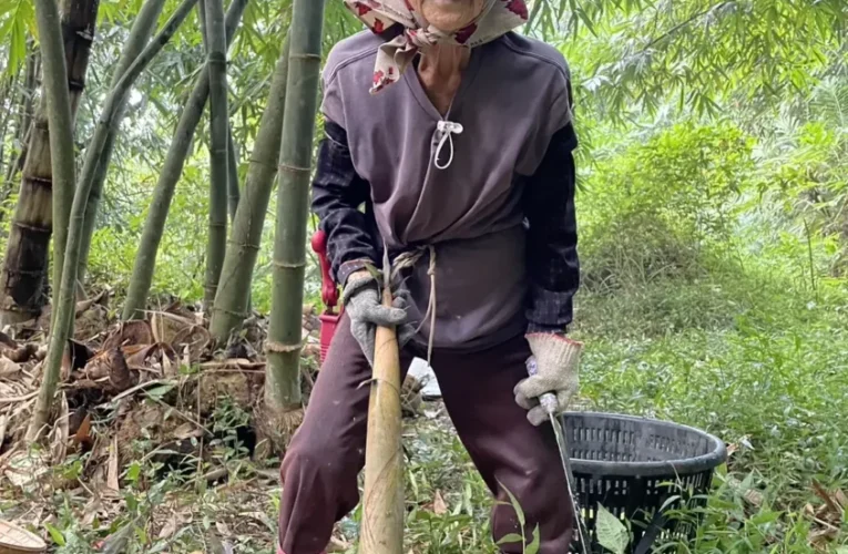全村最年長筍農！雲林91歲曾阿嬤的「超狂」日常：凌晨開搬運車上山採筍