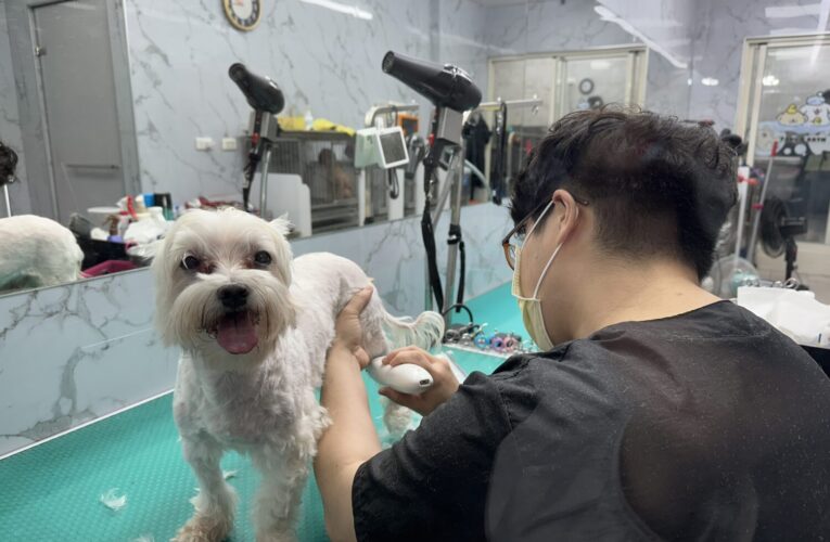 花蓮購物節「寵物友善週」登場　毛孩陪逛萌翻全場