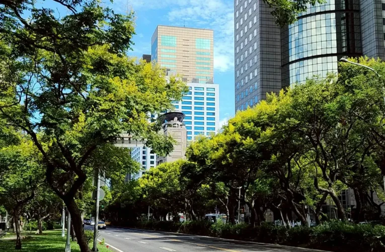 駛入金色時光隧道！敦化南路欒樹盛開　為秋日台北披上黃金甲