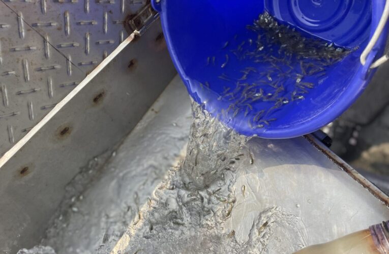 60萬尾魚苗放回大海　中市松柏漁港魚苗放流體驗海洋生態