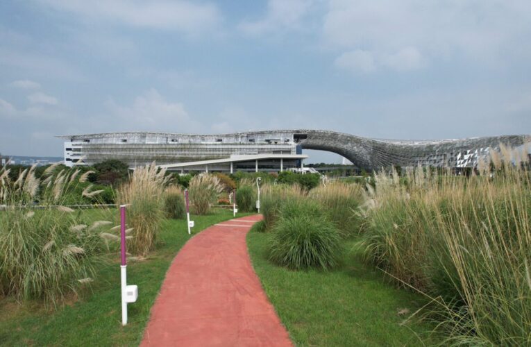 中央公園五節芒草花季登場　邀市民秋日賞花野餐享悠閒時光