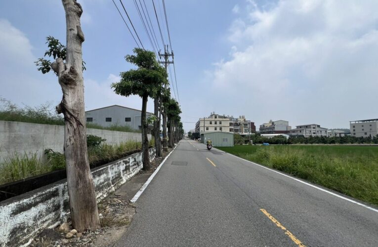 多年地方困擾終解決！　外埔區二崁路黑板樹移植完成 通行安全升級