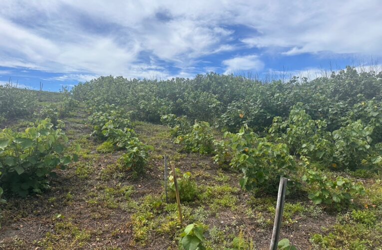 台中市府提案進軍農業部ESG STORE 　公私協力守護海岸線