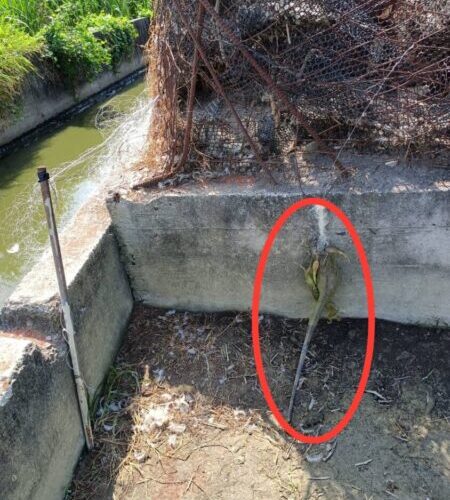 強化紅豆產業防禦力 屏東縣農業處推動圍網補助防治綠鬣蜥入侵