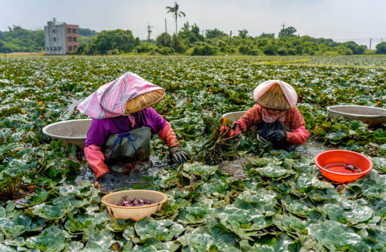 西拉雅菱角季來襲：台灣好行搭車送菱角，電子支付享半價還能遊特色景點
