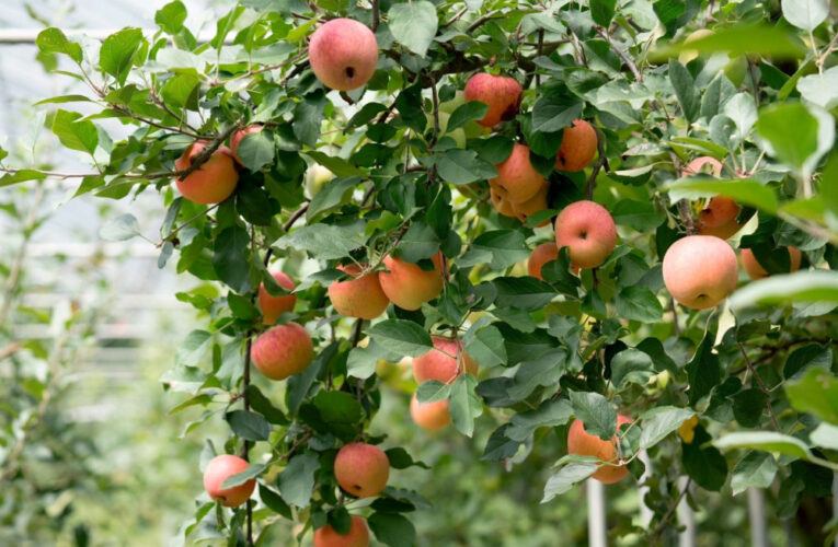 梅峰農場蘋芬秋色開跑 體驗親手採摘蘋果樂趣