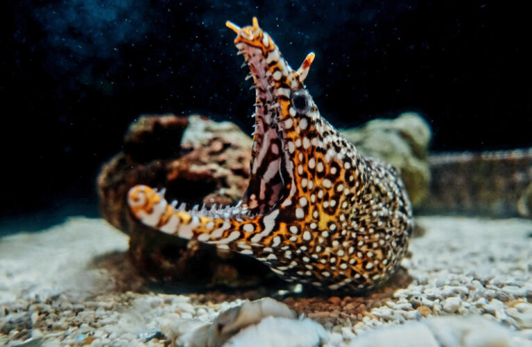 屏東海生館萬聖節搞怪倒數！萌樣怪奇生物掀起變裝熱潮