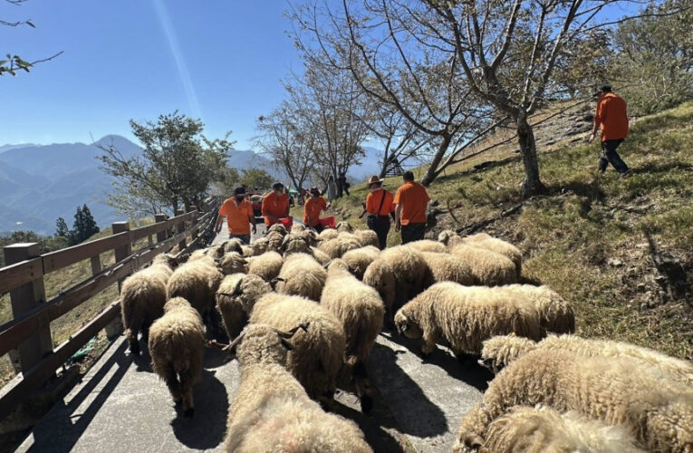 清境首屆雲嶺奔羊會登場 萬羊奔馳嗨翻高山草原