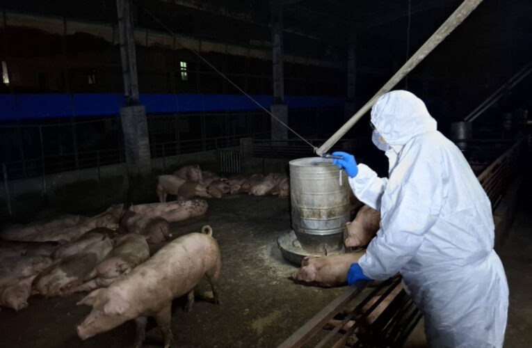 養豬場疑似非洲豬瘟 中市府：啟動4大防疫措施 全力配合農業部防疫