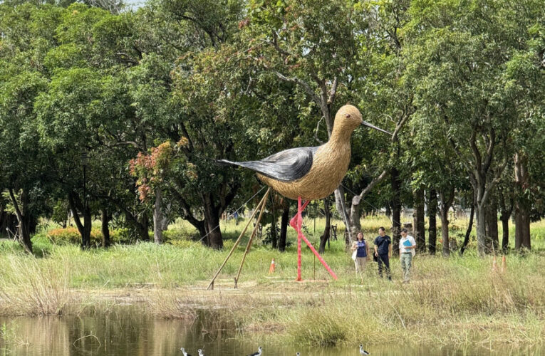 高蹺鴴驚現官田大隆田—竹藝地景《躼跤紅跤痕》生態美景祕境