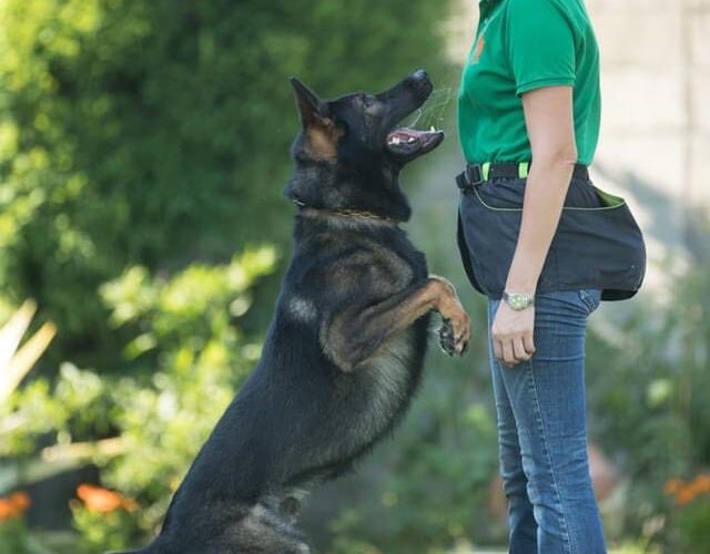 西北訓犬學苑創紀錄　截至2025年得國內外訓練比賽冠軍28次