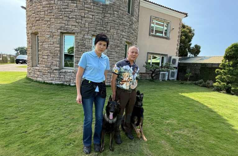 台灣出生狼犬Dino進軍世界盃　西北訓犬學苑：要做就做最好的