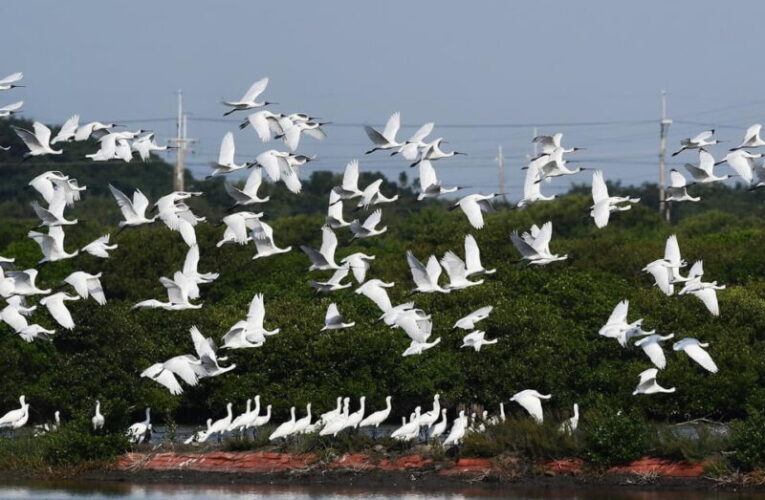 近300隻黑面琵鷺飛抵臺南   2025黑面琵鷺保育季即將登場